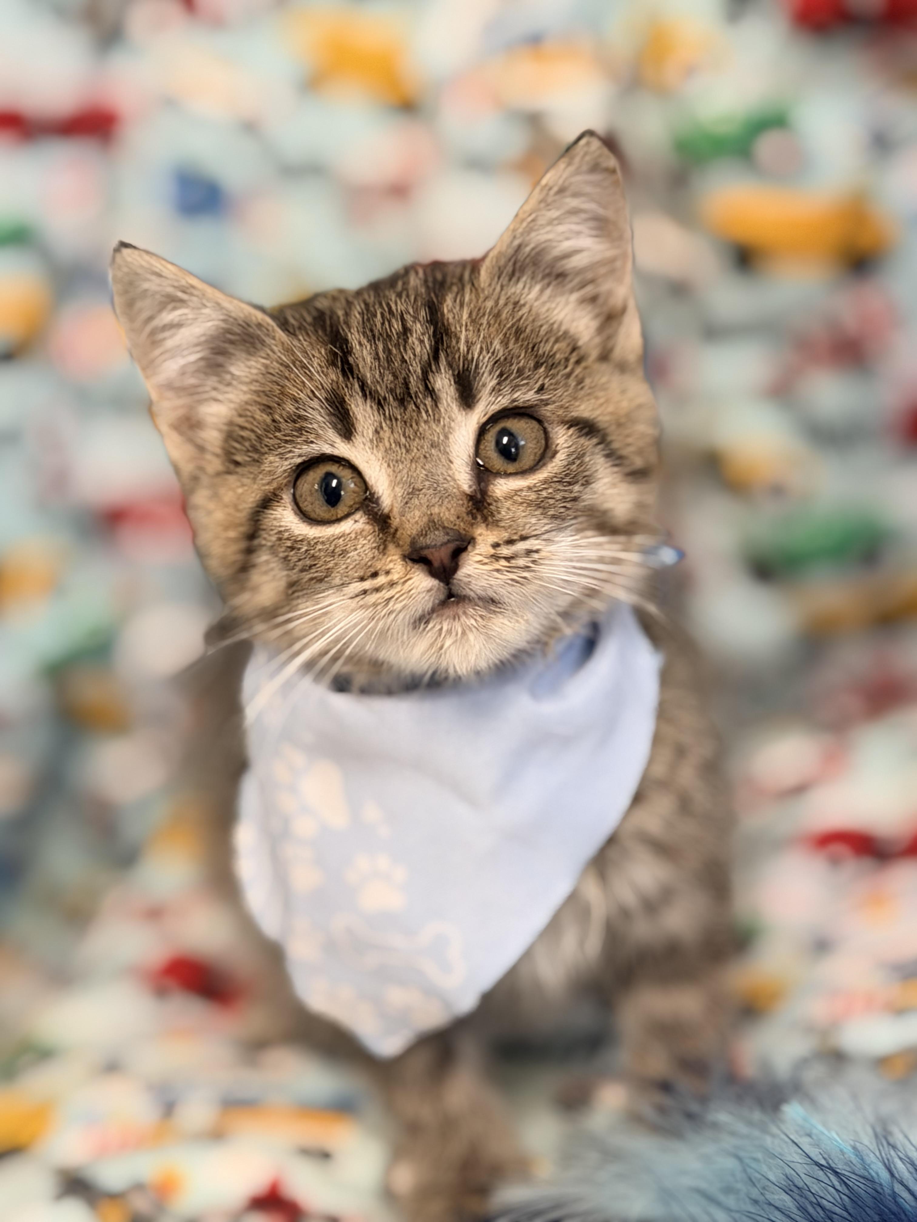 Teter, an adopted mixed breed in Pittsburgh, PA image 5/6