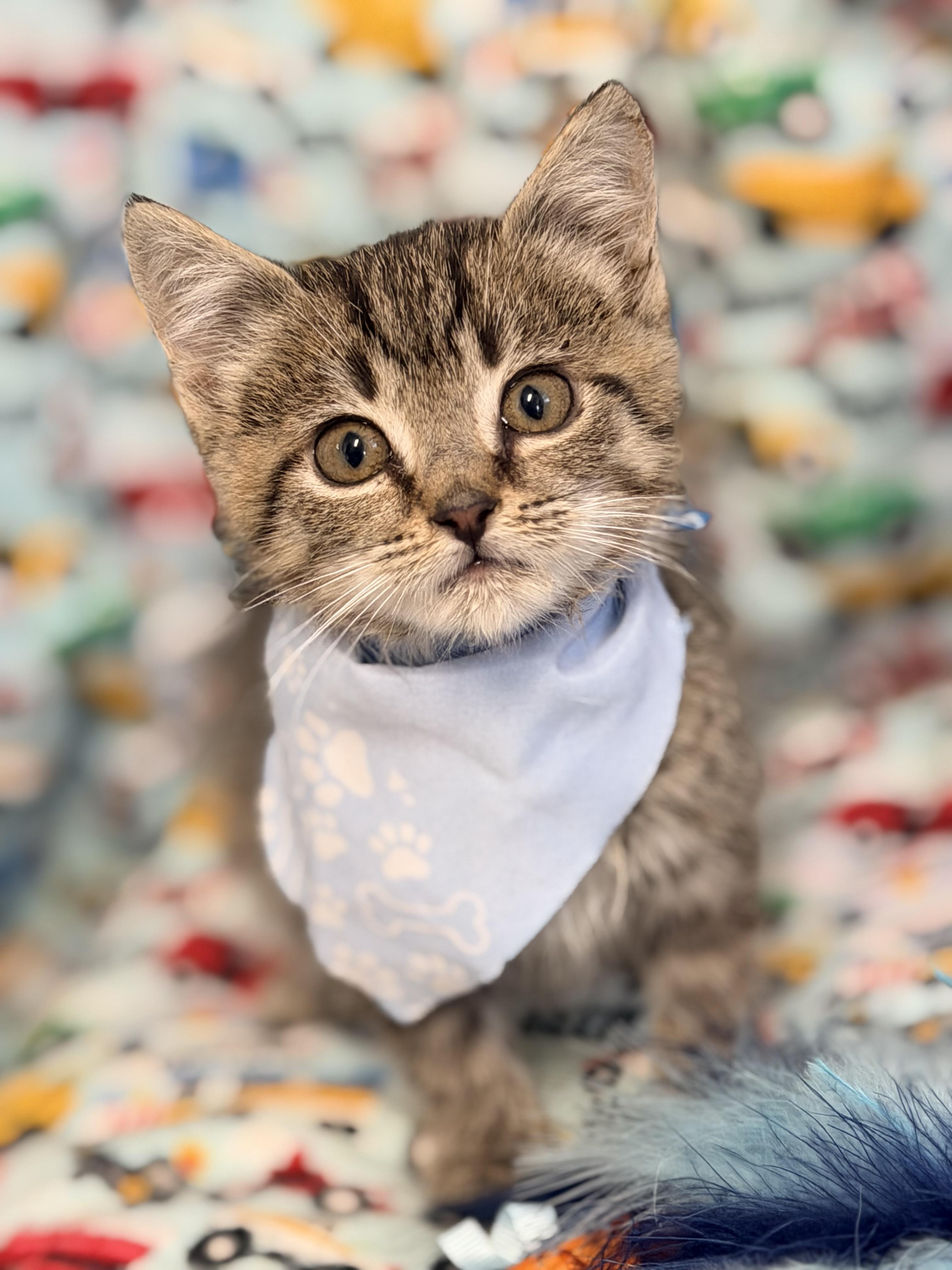 Teter, an adopted mixed breed in Pittsburgh, PA image 6/6