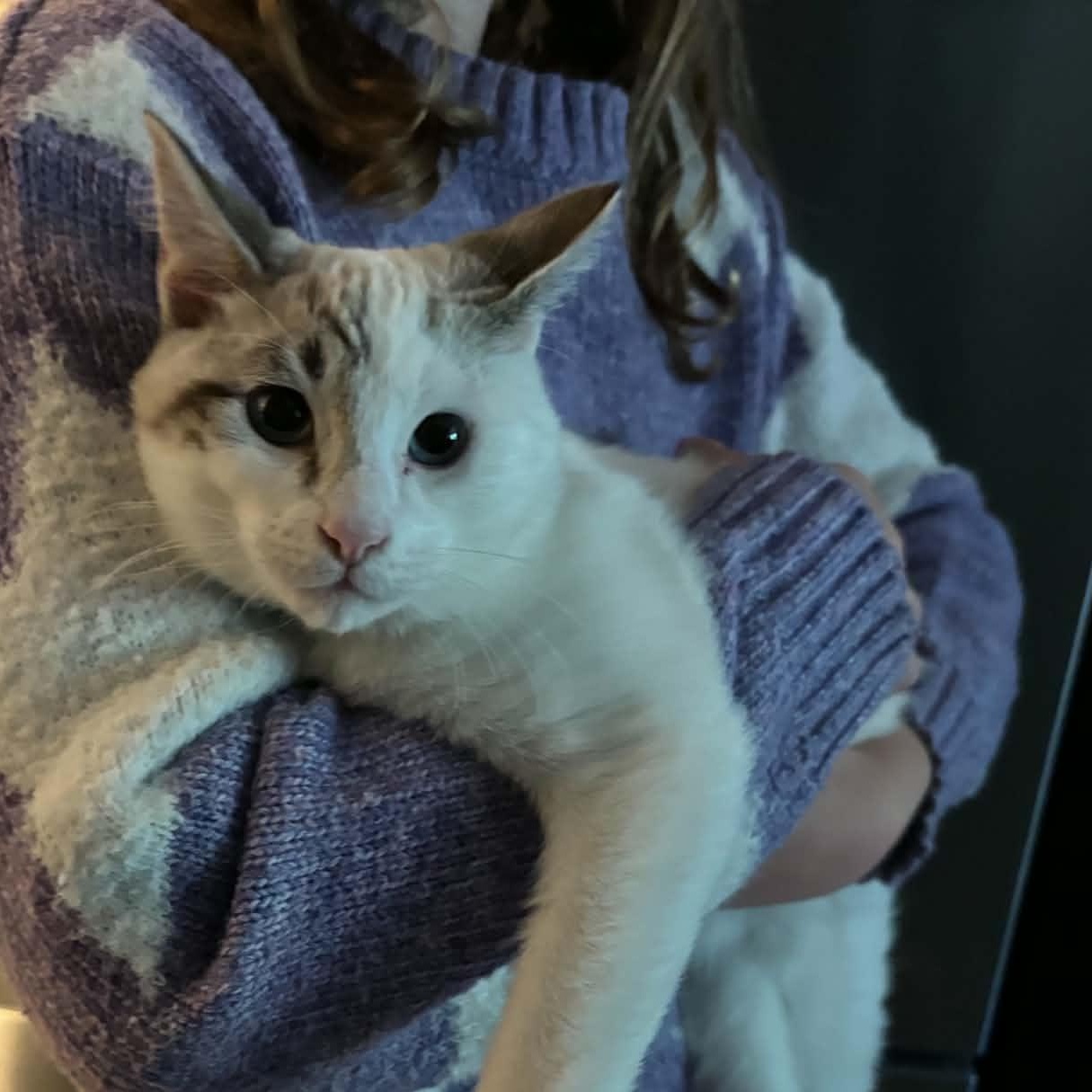 Enlarge Doug- Literally half-siamese- see his face, an adoptable mixed breed in Portland, OR image 6/6