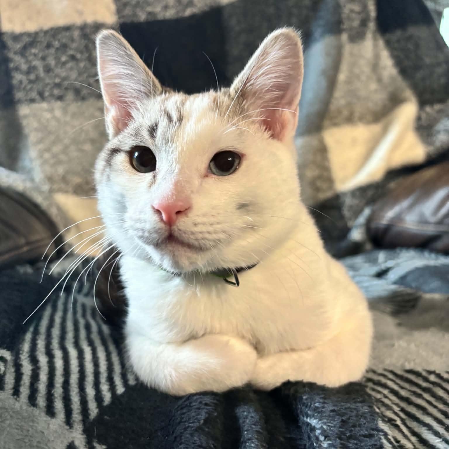 Enlarge Doug- Literally half-siamese- see his face, an adoptable mixed breed in Portland, OR image 1/6
