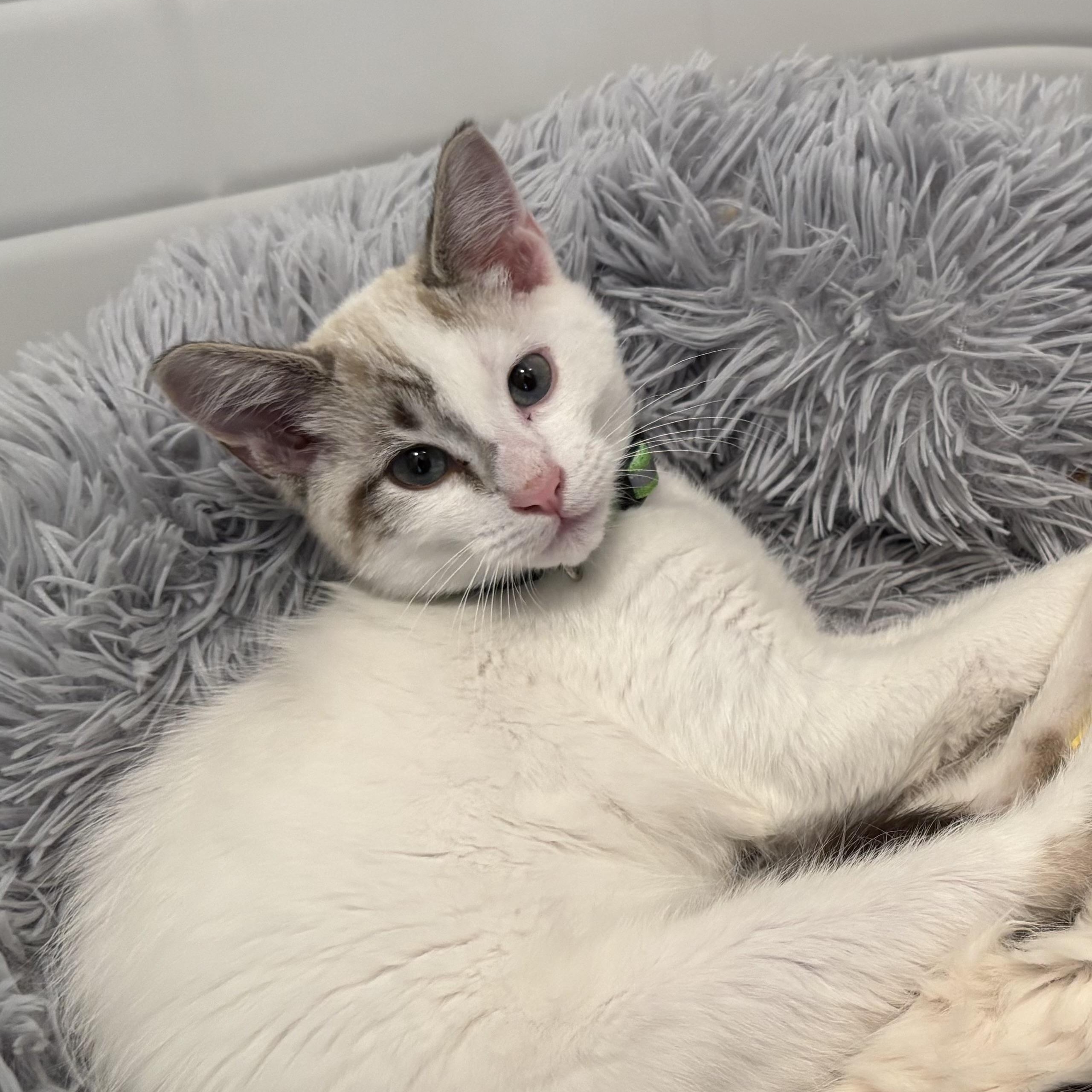 Enlarge Doug- Literally half-siamese- see his face, an adoptable mixed breed in Portland, OR image 3/6