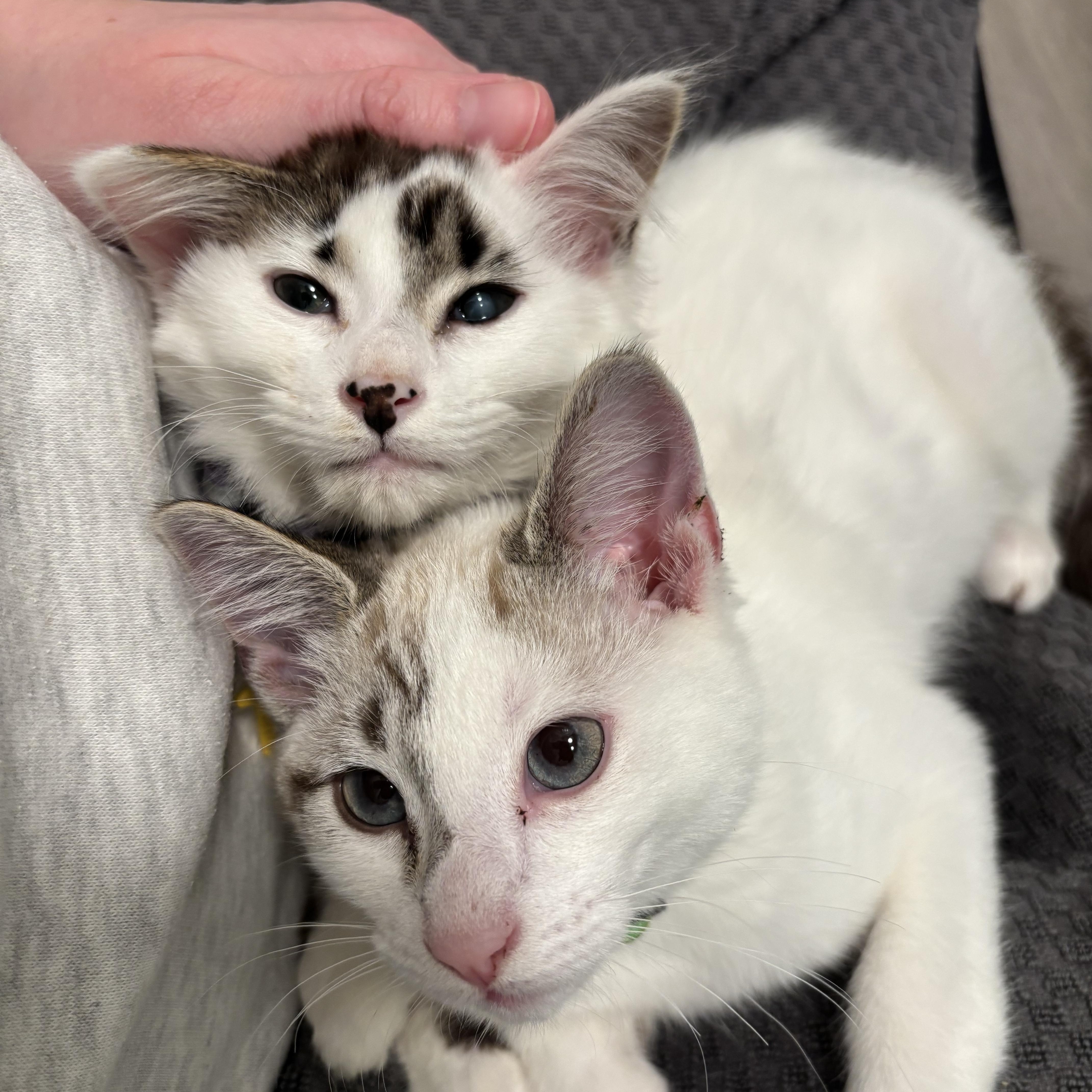 Enlarge Doug- Literally half-siamese- see his face, an adoptable mixed breed in Portland, OR image 4/6