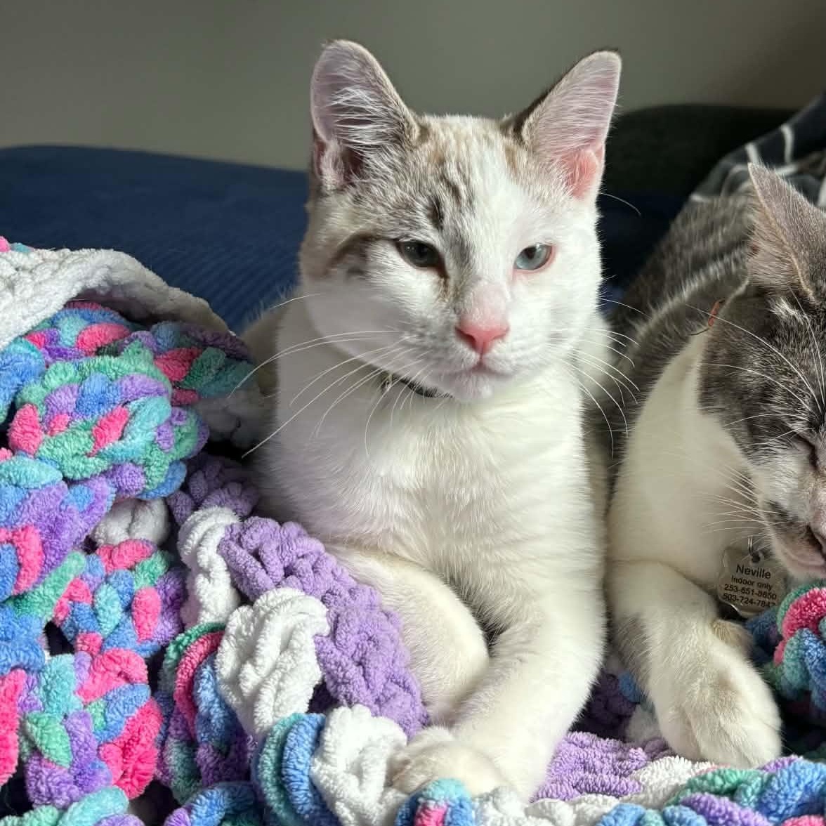 Enlarge Doug- Literally half-siamese- see his face, an adoptable mixed breed in Portland, OR image 2/6
