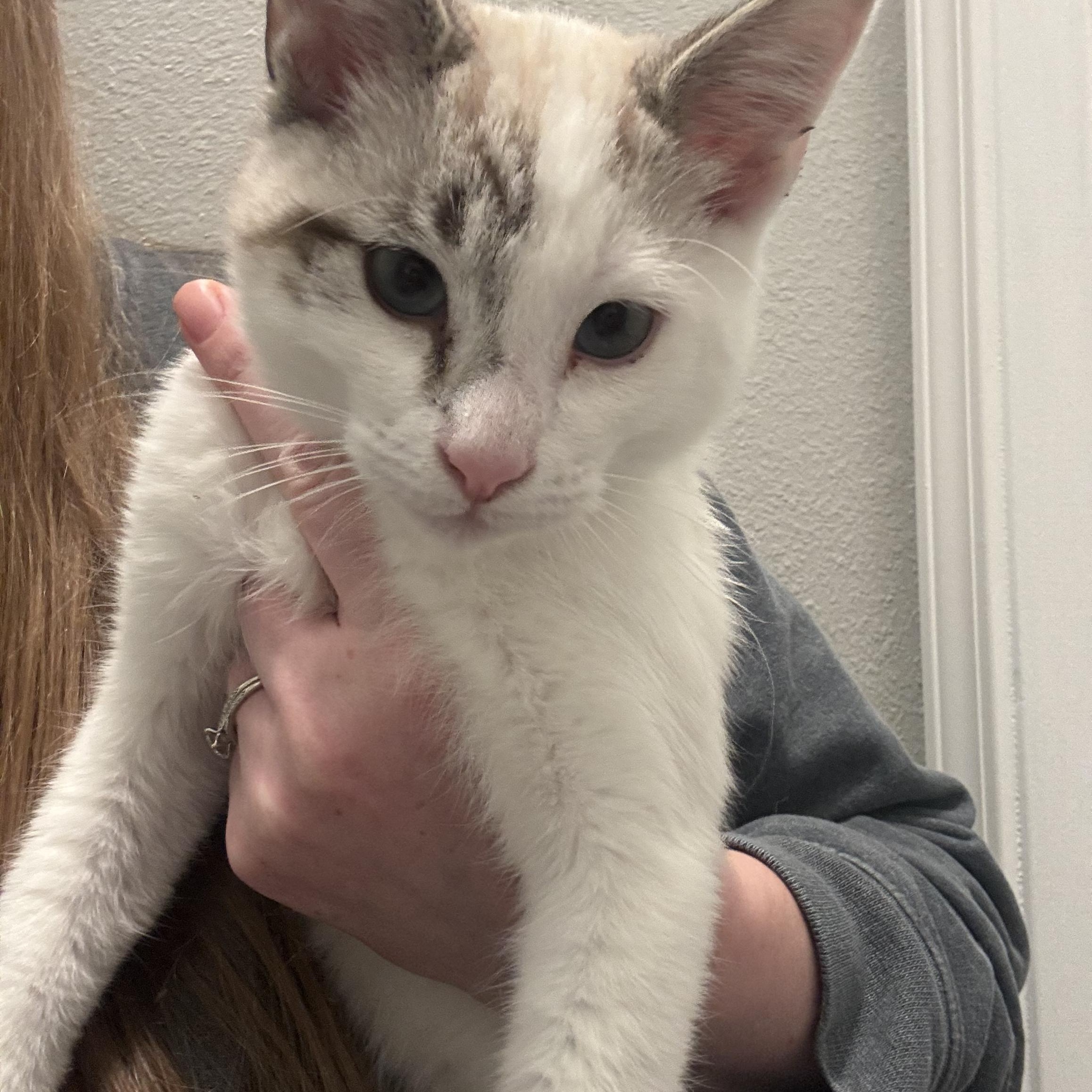 Enlarge Doug- Literally half-siamese- see his face, an adoptable mixed breed in Portland, OR image 5/6