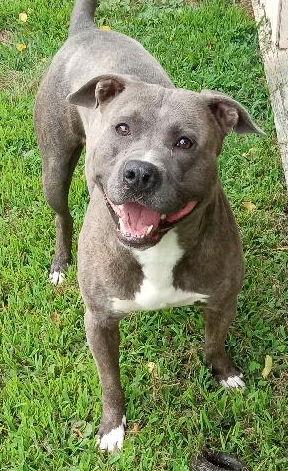 Remington, Adopted, Young Male Pit Bull Terrier & Hound.