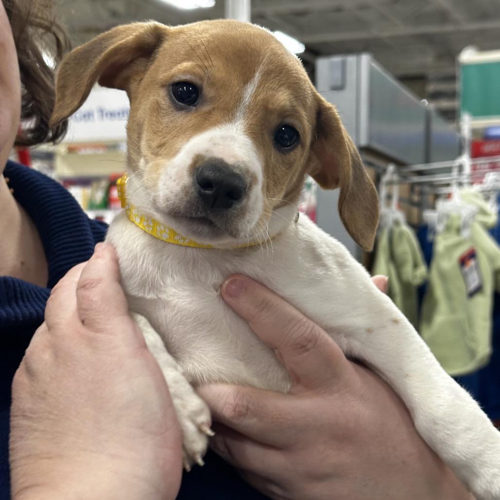 Enlarge marshmallow, a Adoptable mixed breed in Bellingham, WA image 1/1
