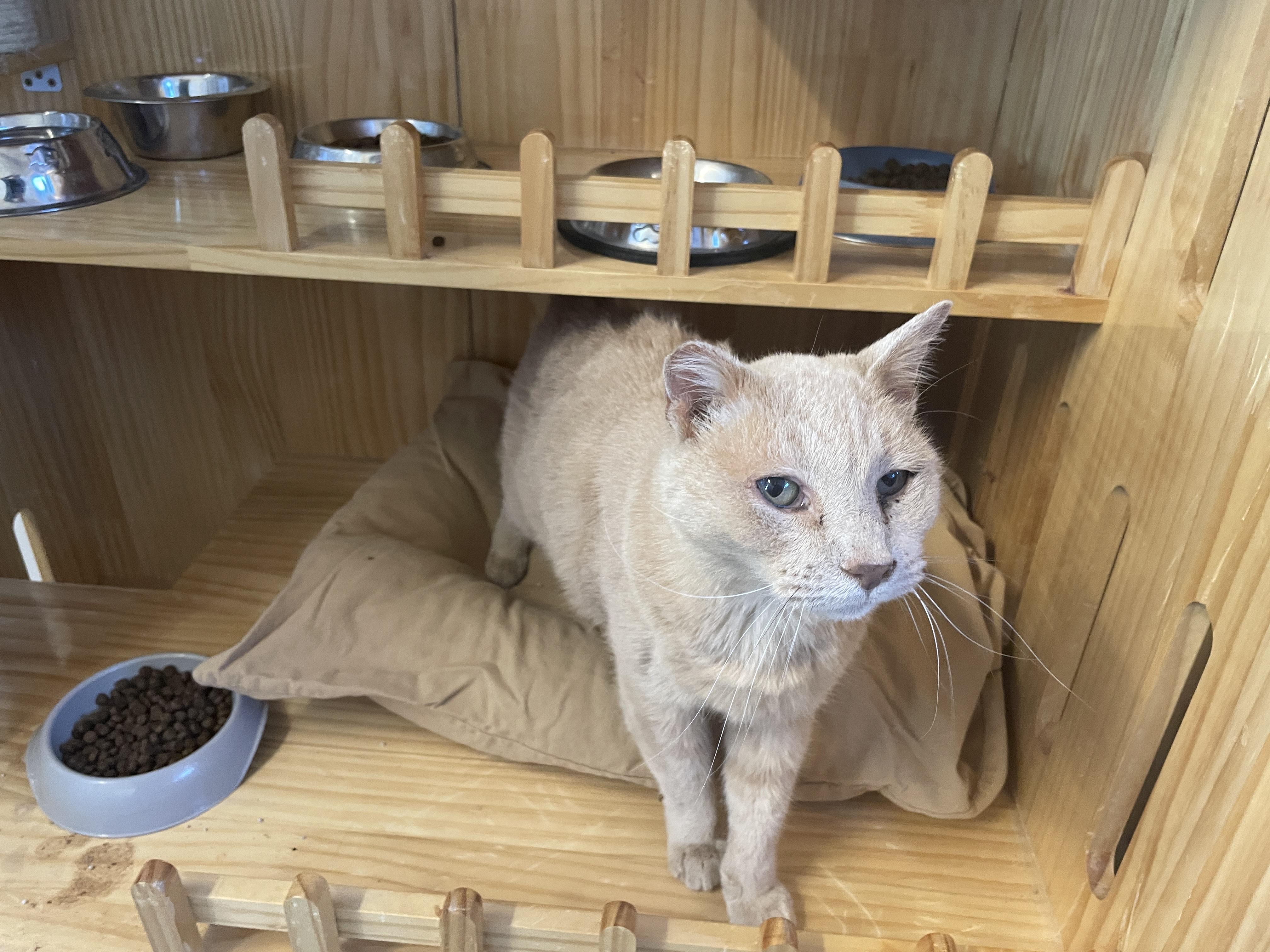 Stubby, adoptable, Senior Male American Shorthair.