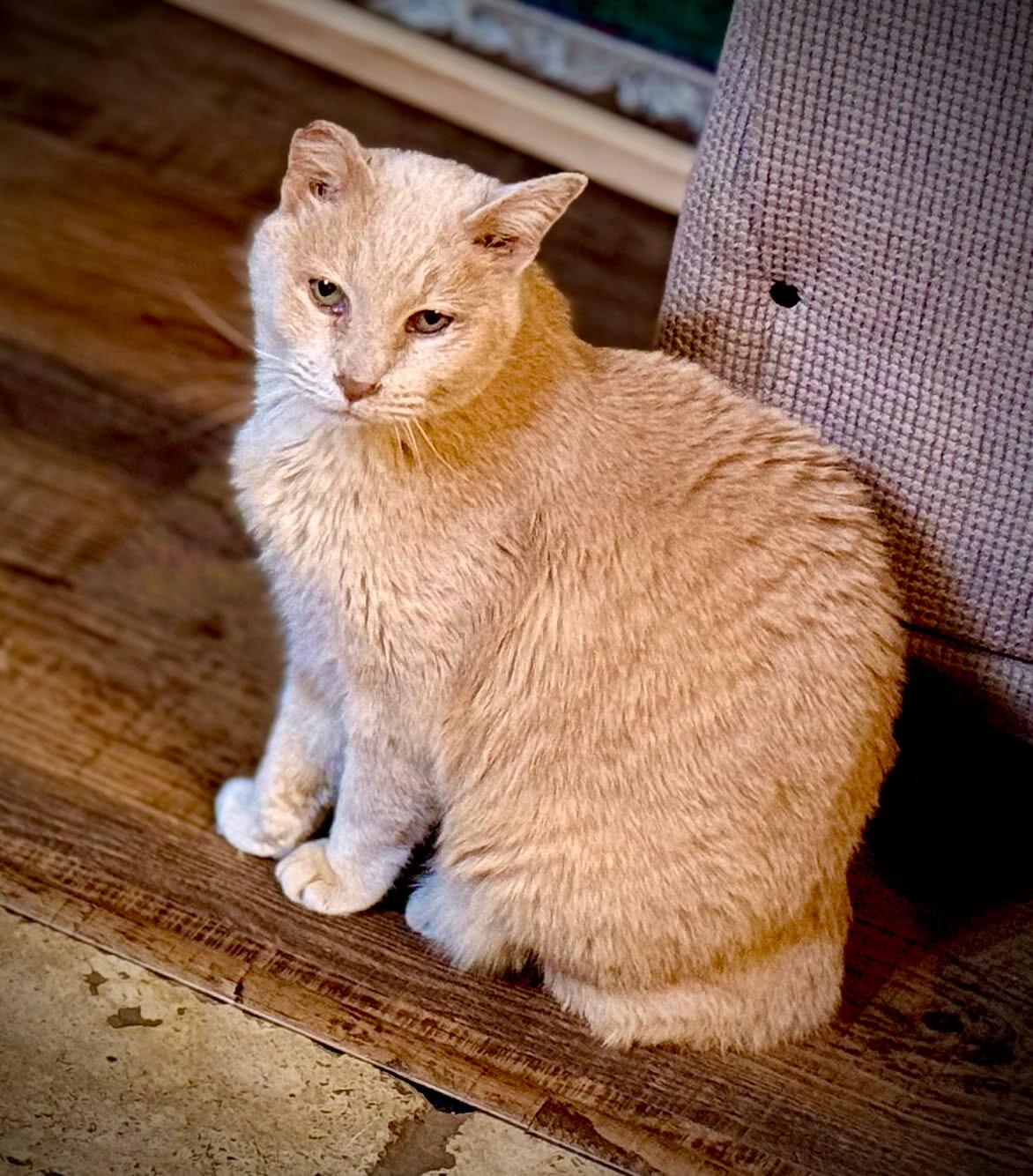 Enlarge Stubby, an adoptable American Shorthair in Torrey, UT image 2/3