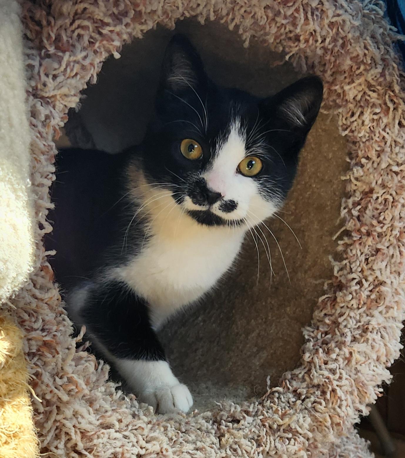 Enlarge William, an adopted Tuxedo in Linden, NJ image 5/6