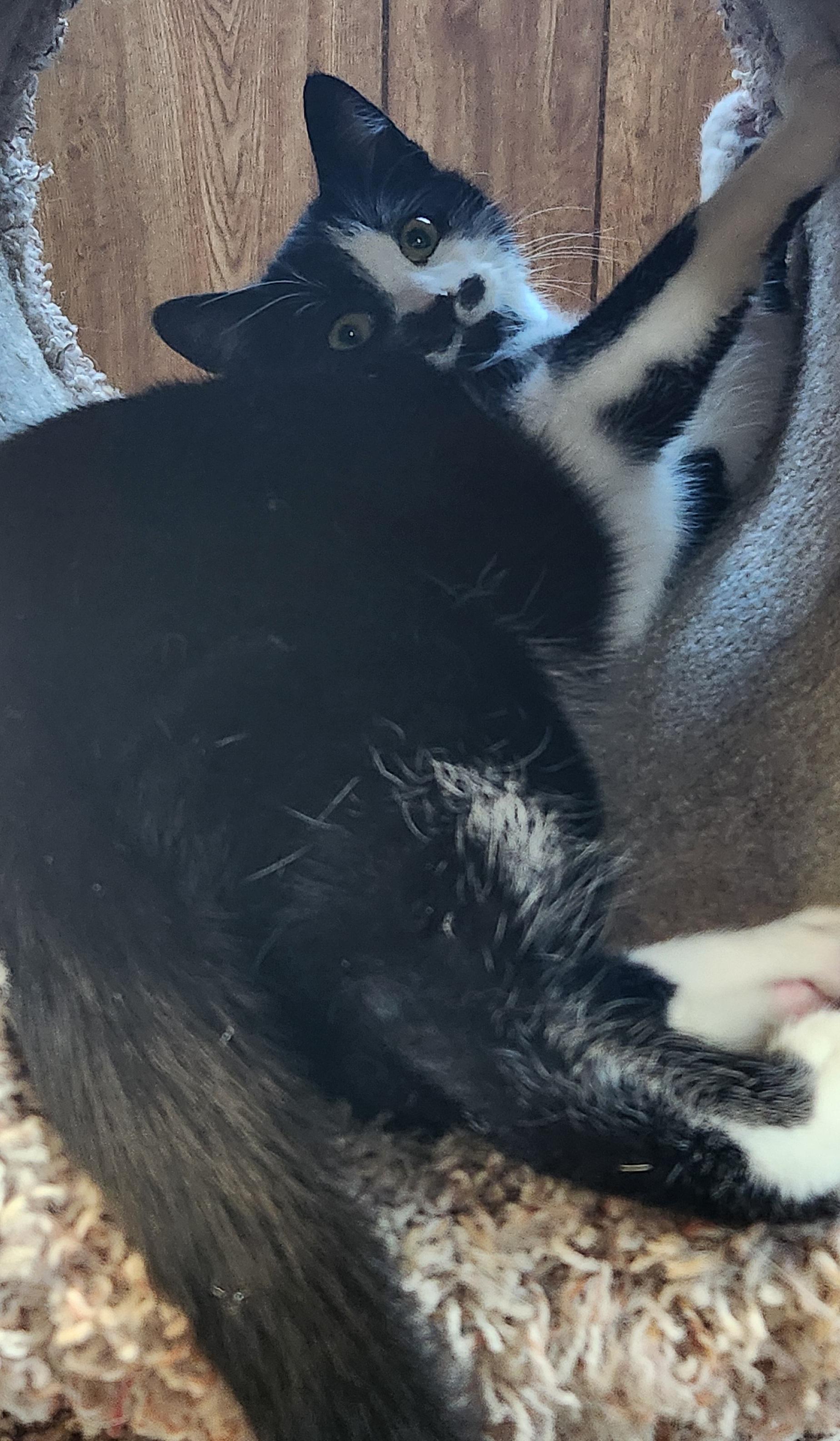 Enlarge William, an adopted Tuxedo in Linden, NJ image 6/6