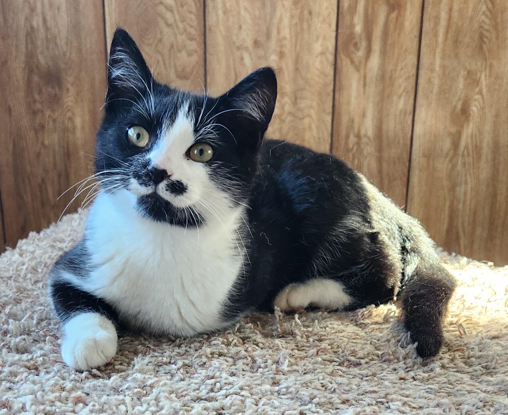 Enlarge William, an adopted Tuxedo in Linden, NJ image 1/6
