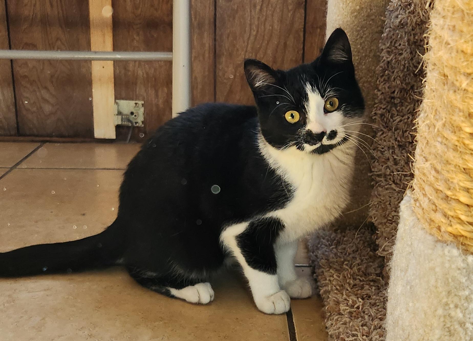 Enlarge William, an adopted Tuxedo in Linden, NJ image 3/6