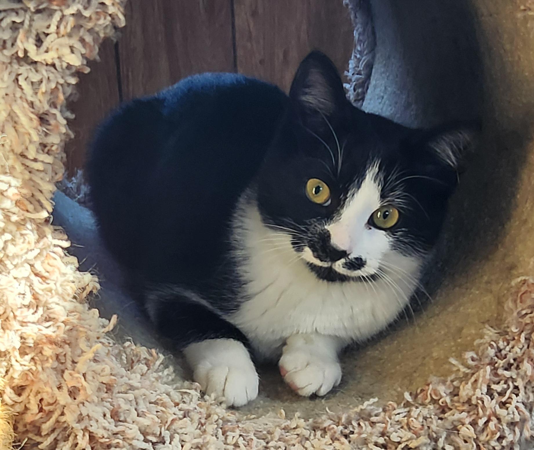 Enlarge William, an adopted Tuxedo in Linden, NJ image 4/6