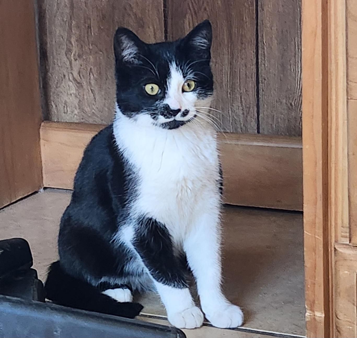 Enlarge William, an adopted Tuxedo in Linden, NJ image 2/6