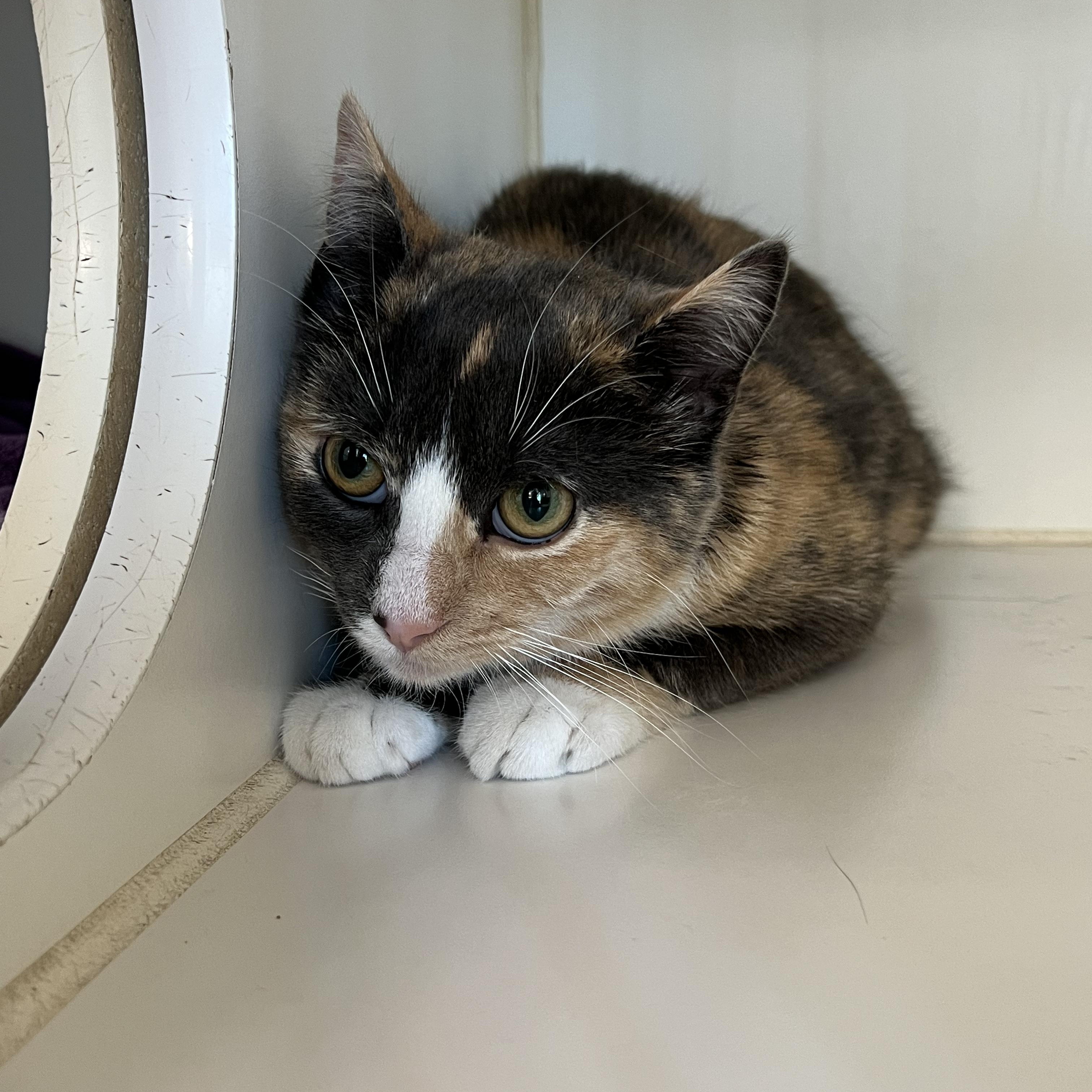 Enlarge Stella Mae West, an adopted Dilute Calico in Amsterdam, NY image 1/1