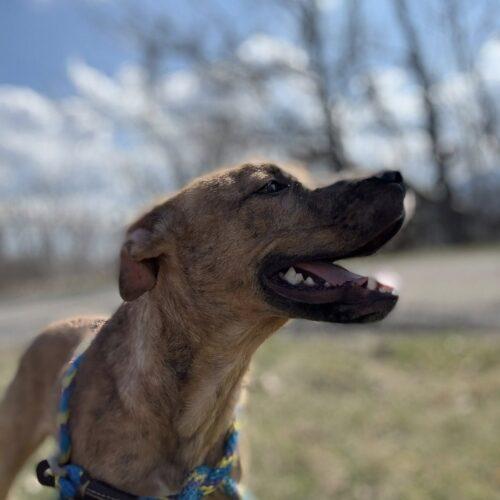 Enlarge Duke, a Adoptable mixed breed in Christiansburg, VA image 1/6
