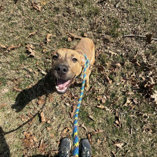 Enlarge Duke, a Adoptable mixed breed in Christiansburg, VA image 2/6