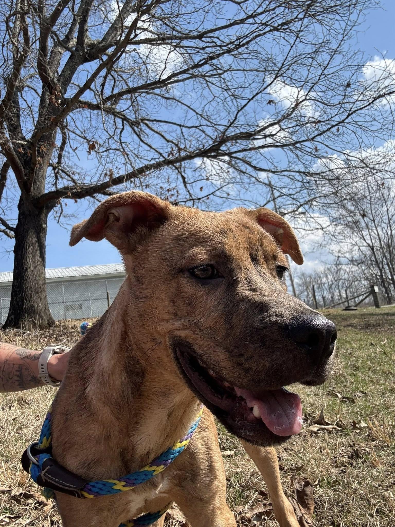 Enlarge Duke, a Adoptable mixed breed in Christiansburg, VA image 3/6