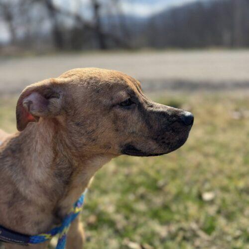 Enlarge Duke, a Adoptable mixed breed in Christiansburg, VA image 4/6