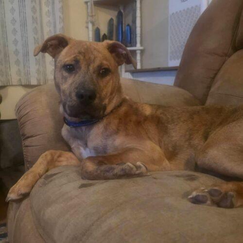 Enlarge Duke, a Adoptable mixed breed in Christiansburg, VA image 5/6