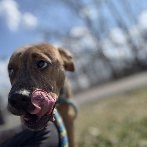 Enlarge Duke, a Adoptable mixed breed in Christiansburg, VA image 6/6