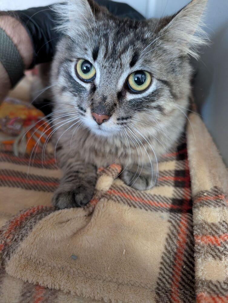 Lucius, Adoptable, Kitten Male Domestic Medium Hair.