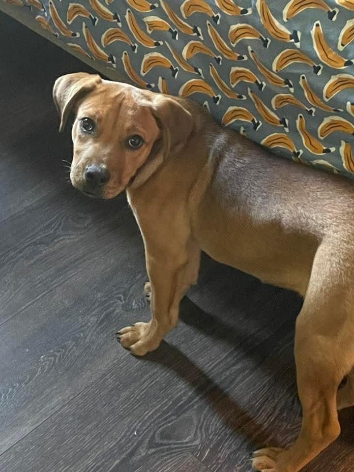 Taylor, Adoptable, Young Female Yellow Labrador Retriever.