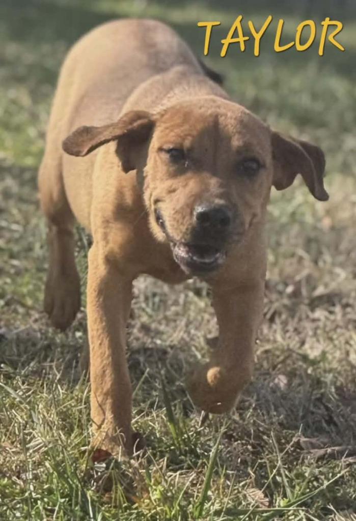 Taylor, a Adoptable Yellow Labrador Retriever in Republic, MO image 2/2