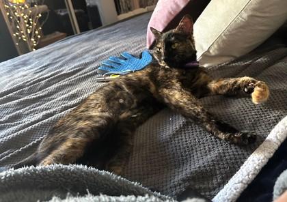 Enlarge Samoa, an adopted mixed breed in New York, NY image 6/6