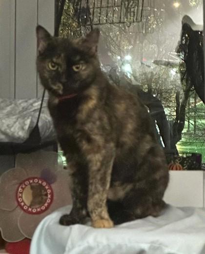 Enlarge Samoa, an adopted mixed breed in New York, NY image 5/6