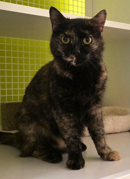 Enlarge Samoa, an adopted mixed breed in New York, NY image 3/6