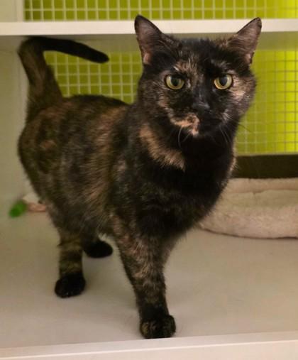 Enlarge Samoa, an adopted mixed breed in New York, NY image 4/6