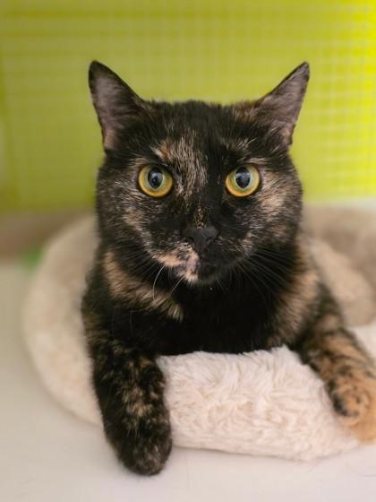 Enlarge Samoa, an adopted mixed breed in New York, NY image 1/6
