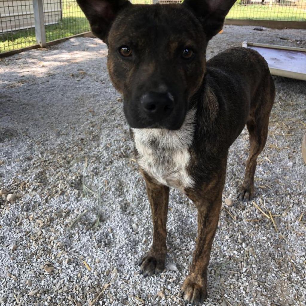 Knight, a Adoptable Mixed Breed in Washburn, MO image 1/2