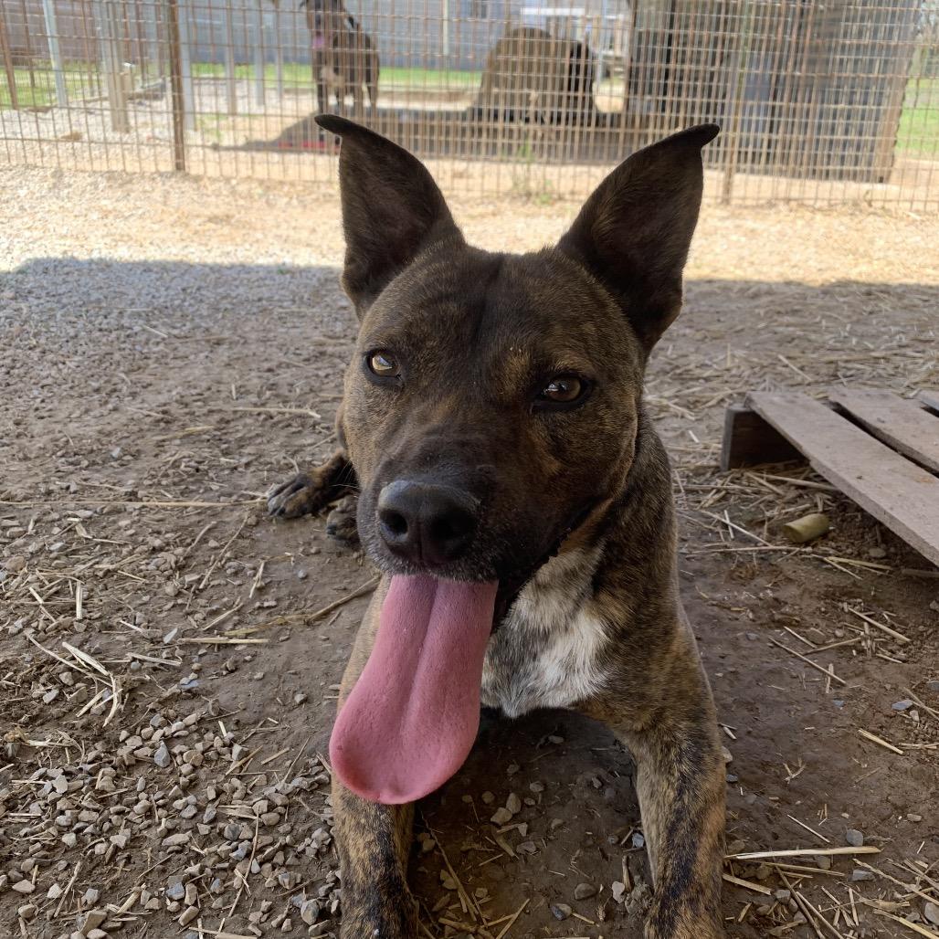 Knight, a Adoptable Mixed Breed in Washburn, MO image 2/2