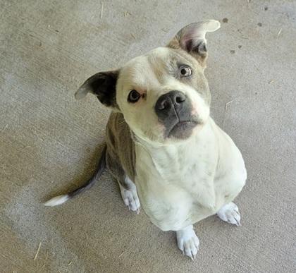 Sutton, a ADOPTABLE mixed breed in Bedford, IN image 3/3