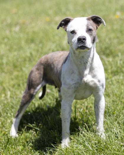 Sutton, ADOPTABLE, Adult Female American Staffordshire Terrier.