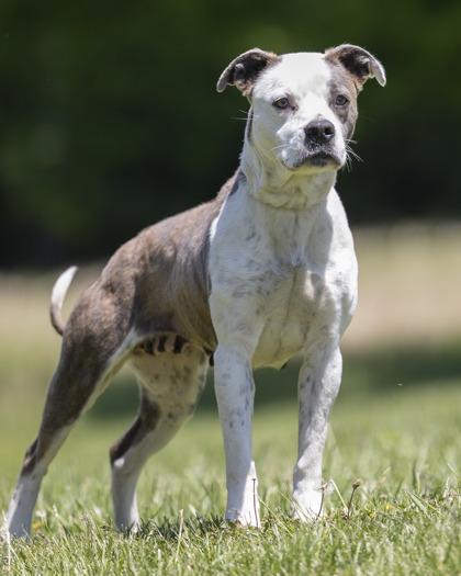Sutton, a ADOPTABLE mixed breed in Bedford, IN image 2/3