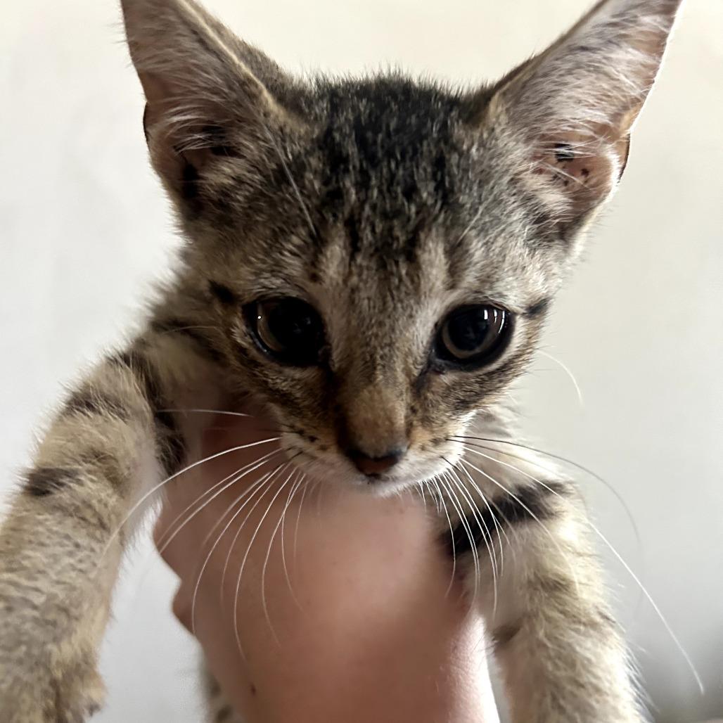 Enlarge Pork Chop, a Adoptable Domestic Short Hair in Toledo, OH image 1/3