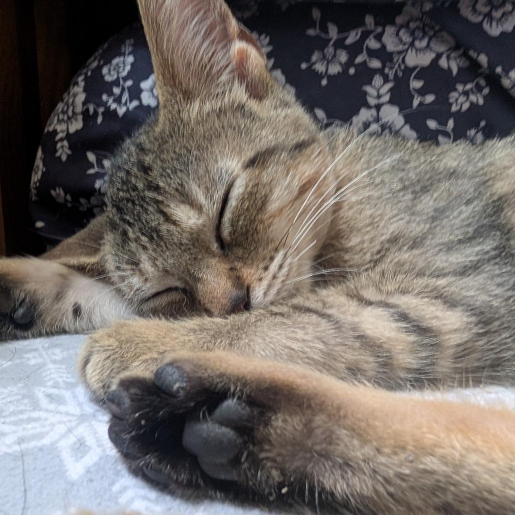 Enlarge Pork Chop, a Adoptable Domestic Short Hair in Toledo, OH image 2/3