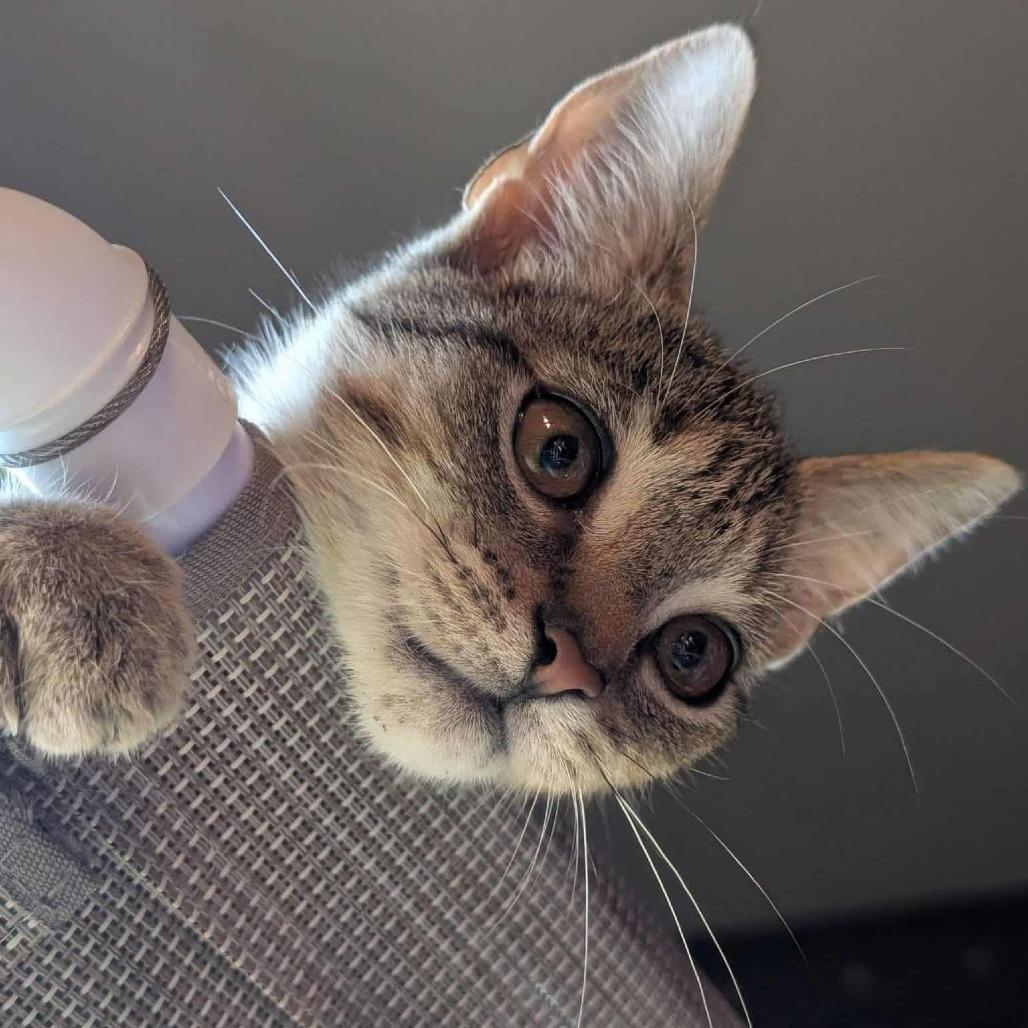 Enlarge Pork Chop, a Adoptable Domestic Short Hair in Toledo, OH image 3/3