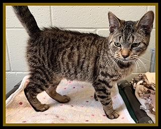 SOUTH POLE, Adoptable, Young Male Domestic Short Hair.