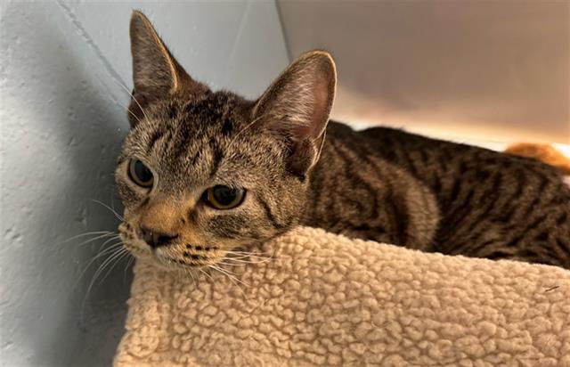 Enlarge SOUTH POLE, a Adoptable Domestic Short Hair in Peoria, IL image 1/1