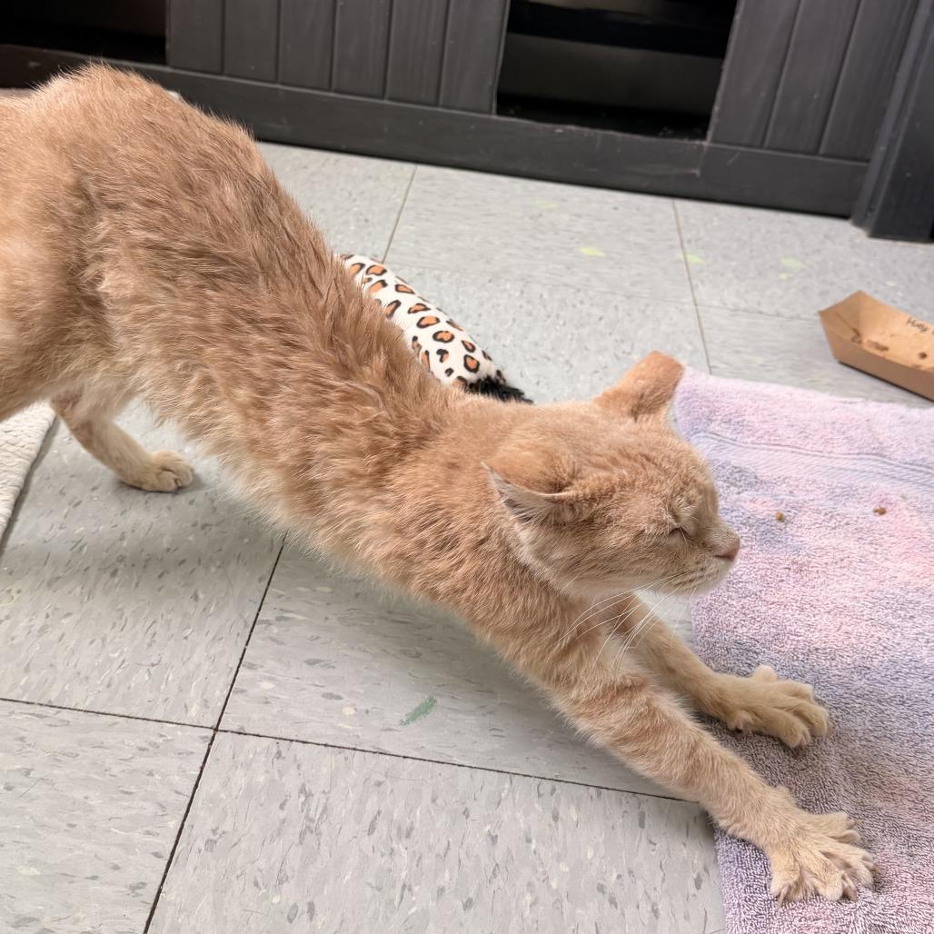 Gare Bear — thumbnail 2