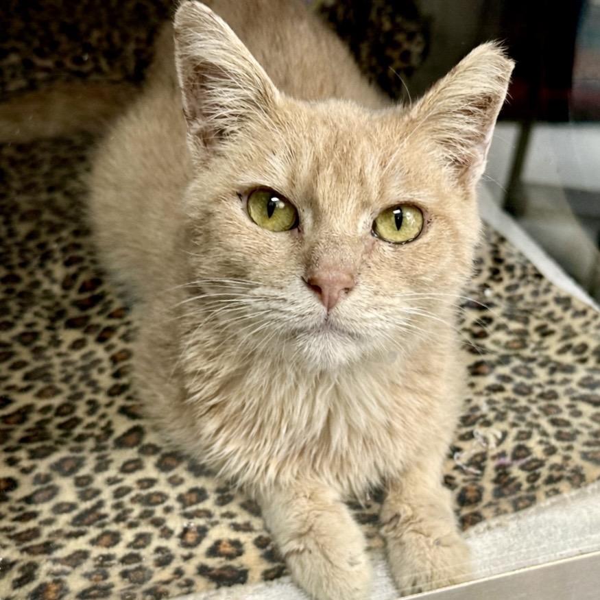 Gare Bear — thumbnail 3