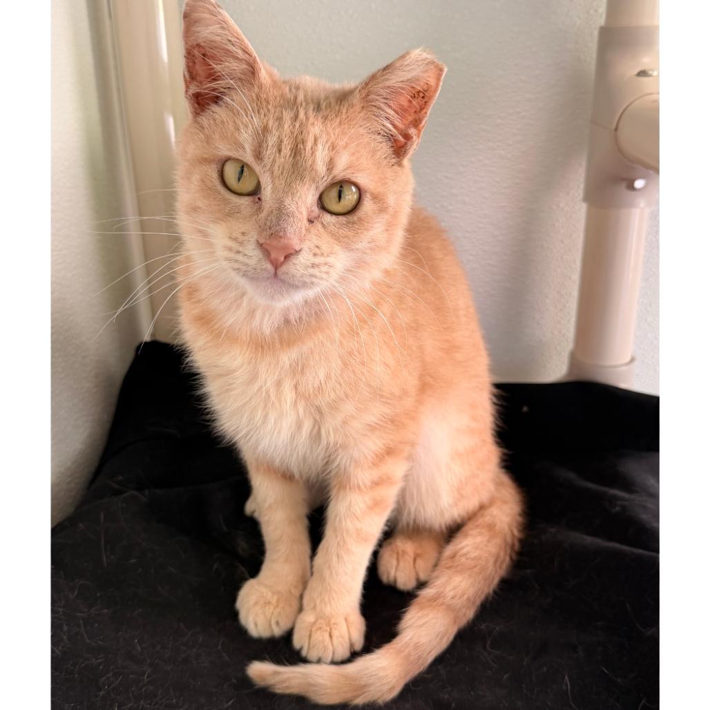 Gare Bear — thumbnail 4