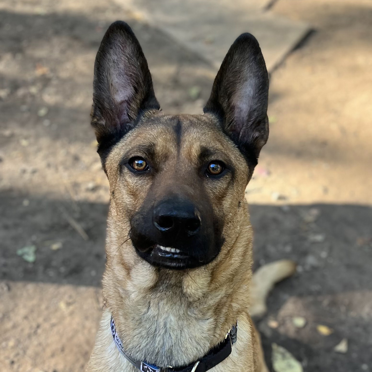 Petey, Young Male Belgian Shepherd / Malinois