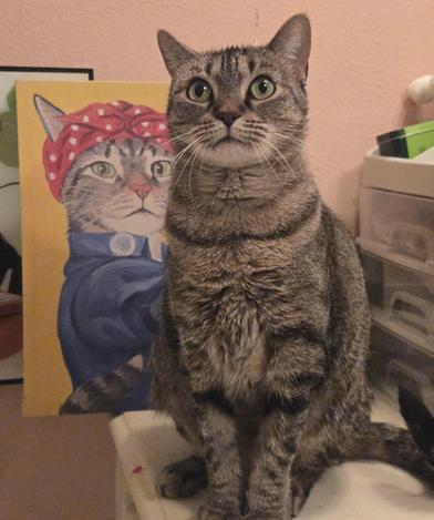 Enlarge Tiki, a Adoptable mixed breed in Latham, NY image 4/6