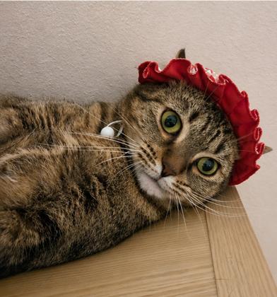Enlarge Tiki, a Adoptable mixed breed in Latham, NY image 2/6