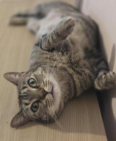 Tiki, Adoptable, Adult Female Tabby & Domestic Short Hair.